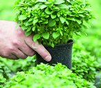 Fresh herbs